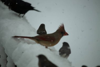 Bu güzel dişi kardinal ahşap korkuluklara doğru geldi. Biraz kuş yemi bulmaya çalışırken her yer karla kaplı. Yanında kara gözlü ormanlar var..