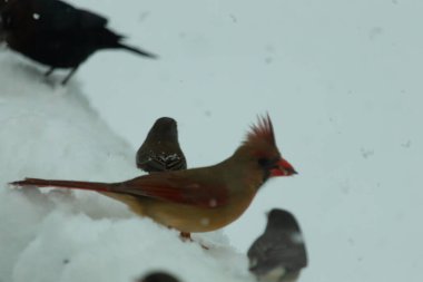 Bu güzel dişi kardinal ahşap korkuluklara doğru geldi. Biraz kuş yemi bulmaya çalışırken her yer karla kaplı. Yanında kara gözlü ormanlar var..