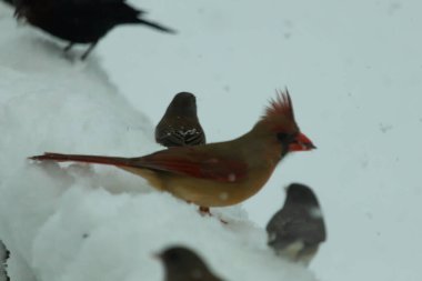 Bu güzel dişi kardinal ahşap korkuluklara doğru geldi. Biraz kuş yemi bulmaya çalışırken her yer karla kaplı. Yanında kara gözlü ormanlar var..
