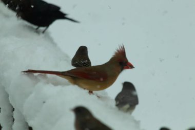 Bu güzel dişi kardinal ahşap korkuluklara doğru geldi. Biraz kuş yemi bulmaya çalışırken her yer karla kaplı. Yanında kara gözlü ormanlar var..