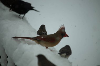 Bu güzel dişi kardinal ahşap korkuluklara doğru geldi. Biraz kuş yemi bulmaya çalışırken her yer karla kaplı. Yanında kara gözlü ormanlar var..