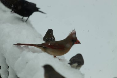 Bu güzel dişi kardinal ahşap korkuluklara doğru geldi. Biraz kuş yemi bulmaya çalışırken her yer karla kaplı. Yanında kara gözlü ormanlar var..