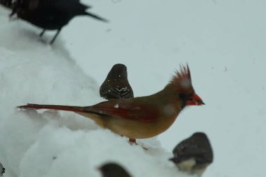 Bu güzel dişi kardinal ahşap korkuluklara doğru geldi. Biraz kuş yemi bulmaya çalışırken her yer karla kaplı. Yanında kara gözlü ormanlar var..