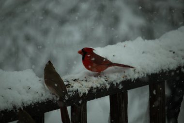 Bu güzel kardinaller korkuluklarda beraberdiler. Kar yağıyordu. Kuşlar bu kış günü kuş yemi almaya çalışıyorlardı. Oğlan parlak kırmızı, kız ise bakır gibi kahverengi..