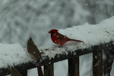 Bu güzel kardinaller korkuluklarda beraberdiler. Kar yağıyordu. Kuşlar bu kış günü kuş yemi almaya çalışıyorlardı. Oğlan parlak kırmızı, kız ise bakır gibi kahverengi..