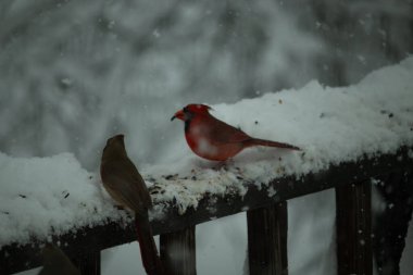 Bu güzel kardinaller korkuluklarda beraberdiler. Kar yağıyordu. Kuşlar bu kış günü kuş yemi almaya çalışıyorlardı. Oğlan parlak kırmızı, kız ise bakır gibi kahverengi..