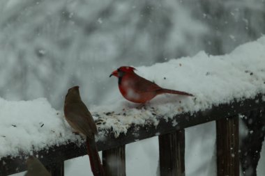 Bu güzel kardinaller korkuluklarda beraberdiler. Kar yağıyordu. Kuşlar bu kış günü kuş yemi almaya çalışıyorlardı. Oğlan parlak kırmızı, kız ise bakır gibi kahverengi..