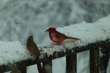 Bu güzel kardinaller korkuluklarda beraberdiler. Kar yağıyordu. Kuşlar bu kış günü kuş yemi almaya çalışıyorlardı. Oğlan parlak kırmızı, kız ise bakır gibi kahverengi..