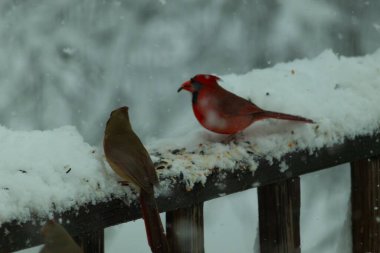 Bu güzel kardinaller korkuluklarda beraberdiler. Kar yağıyordu. Kuşlar bu kış günü kuş yemi almaya çalışıyorlardı. Oğlan parlak kırmızı, kız ise bakır gibi kahverengi..
