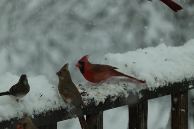Bu güzel kardinaller korkuluklarda beraberdiler. Kar yağıyordu. Kuşlar bu kış günü kuş yemi almaya çalışıyorlardı. Oğlan parlak kırmızı, kız ise bakır gibi kahverengi..