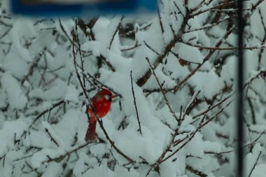 Bu güzel kırmızı erkek kardinal güzel kırmızı tüyleriyle göze çarpıyor. Onun küçük siyah maskesi ileriye odaklandı. Çok fazla beyaz karın arasına tünemiş ona güzel bir kış bakışı veriyor..