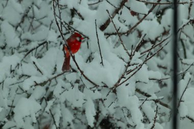 Bu güzel kırmızı erkek kardinal güzel kırmızı tüyleriyle göze çarpıyor. Onun küçük siyah maskesi ileriye odaklandı. Çok fazla beyaz karın arasına tünemiş ona güzel bir kış bakışı veriyor..