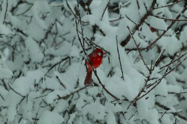 Bu güzel kırmızı erkek kardinal güzel kırmızı tüyleriyle göze çarpıyor. Onun küçük siyah maskesi ileriye odaklandı. Çok fazla beyaz karın arasına tünemiş ona güzel bir kış bakışı veriyor..