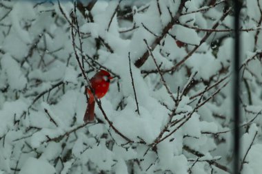 Bu güzel kırmızı erkek kardinal güzel kırmızı tüyleriyle göze çarpıyor. Onun küçük siyah maskesi ileriye odaklandı. Çok fazla beyaz karın arasına tünemiş ona güzel bir kış bakışı veriyor..