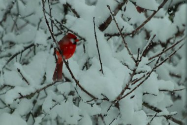 Bu güzel kırmızı erkek kardinal güzel kırmızı tüyleriyle göze çarpıyor. Onun küçük siyah maskesi ileriye odaklandı. Çok fazla beyaz karın arasına tünemiş ona güzel bir kış bakışı veriyor..