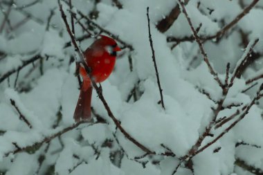 Bu güzel kırmızı erkek kardinal güzel kırmızı tüyleriyle göze çarpıyor. Onun küçük siyah maskesi ileriye odaklandı. Çok fazla beyaz karın arasına tünemiş ona güzel bir kış bakışı veriyor..