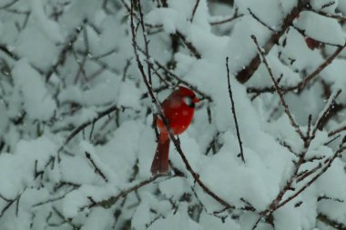 Bu güzel kırmızı erkek kardinal güzel kırmızı tüyleriyle göze çarpıyor. Onun küçük siyah maskesi ileriye odaklandı. Çok fazla beyaz karın arasına tünemiş ona güzel bir kış bakışı veriyor..
