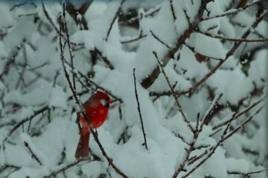 Bu güzel kırmızı erkek kardinal güzel kırmızı tüyleriyle göze çarpıyor. Onun küçük siyah maskesi ileriye odaklandı. Çok fazla beyaz karın arasına tünemiş ona güzel bir kış bakışı veriyor..
