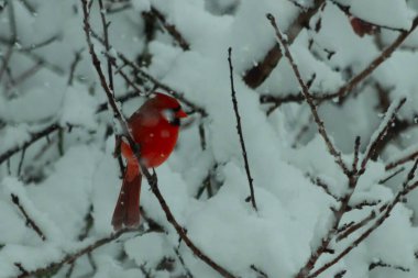Bu güzel kırmızı erkek kardinal güzel kırmızı tüyleriyle göze çarpıyor. Onun küçük siyah maskesi ileriye odaklandı. Çok fazla beyaz karın arasına tünemiş ona güzel bir kış bakışı veriyor..