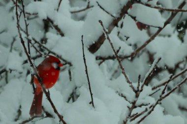 Bu güzel kırmızı erkek kardinal güzel kırmızı tüyleriyle göze çarpıyor. Onun küçük siyah maskesi ileriye odaklandı. Çok fazla beyaz karın arasına tünemiş ona güzel bir kış bakışı veriyor..