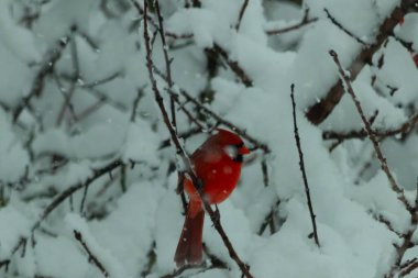 Bu güzel kırmızı erkek kardinal güzel kırmızı tüyleriyle göze çarpıyor. Onun küçük siyah maskesi ileriye odaklandı. Çok fazla beyaz karın arasına tünemiş ona güzel bir kış bakışı veriyor..