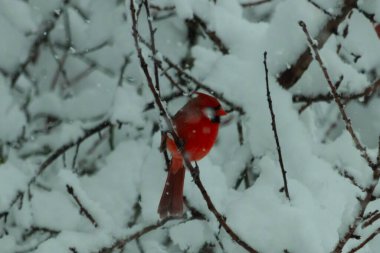 Bu güzel kırmızı erkek kardinal güzel kırmızı tüyleriyle göze çarpıyor. Onun küçük siyah maskesi ileriye odaklandı. Çok fazla beyaz karın arasına tünemiş ona güzel bir kış bakışı veriyor..