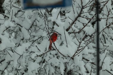 Bu güzel kırmızı erkek kardinal güzel kırmızı tüyleriyle göze çarpıyor. Onun küçük siyah maskesi ileriye odaklandı. Çok fazla beyaz karın arasına tünemiş ona güzel bir kış bakışı veriyor..