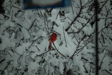 Bu güzel kırmızı erkek kardinal güzel kırmızı tüyleriyle göze çarpıyor. Onun küçük siyah maskesi ileriye odaklandı. Çok fazla beyaz karın arasına tünemiş ona güzel bir kış bakışı veriyor..