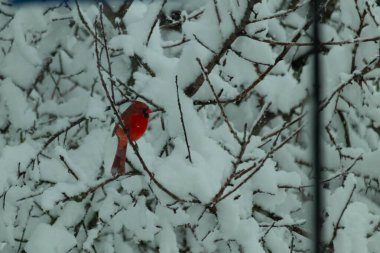 Bu güzel kırmızı erkek kardinal güzel kırmızı tüyleriyle göze çarpıyor. Onun küçük siyah maskesi ileriye odaklandı. Çok fazla beyaz karın arasına tünemiş ona güzel bir kış bakışı veriyor..