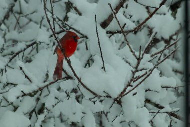 Bu güzel kırmızı erkek kardinal güzel kırmızı tüyleriyle göze çarpıyor. Onun küçük siyah maskesi ileriye odaklandı. Çok fazla beyaz karın arasına tünemiş ona güzel bir kış bakışı veriyor..