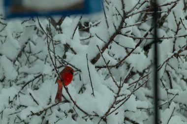 Bu güzel kırmızı erkek kardinal güzel kırmızı tüyleriyle göze çarpıyor. Onun küçük siyah maskesi ileriye odaklandı. Çok fazla beyaz karın arasına tünemiş ona güzel bir kış bakışı veriyor..