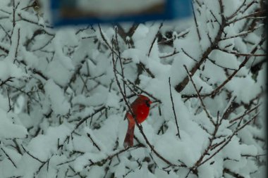 Bu güzel kırmızı erkek kardinal güzel kırmızı tüyleriyle göze çarpıyor. Onun küçük siyah maskesi ileriye odaklandı. Çok fazla beyaz karın arasına tünemiş ona güzel bir kış bakışı veriyor..