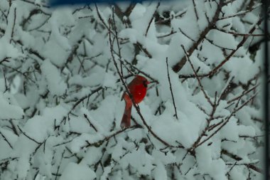 Bu güzel kırmızı erkek kardinal güzel kırmızı tüyleriyle göze çarpıyor. Onun küçük siyah maskesi ileriye odaklandı. Çok fazla beyaz karın arasına tünemiş ona güzel bir kış bakışı veriyor..
