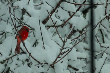 Bu güzel kırmızı erkek kardinal güzel kırmızı tüyleriyle göze çarpıyor. Onun küçük siyah maskesi ileriye odaklandı. Çok fazla beyaz karın arasına tünemiş ona güzel bir kış bakışı veriyor..