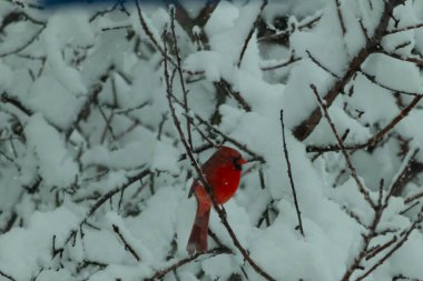 Bu güzel kırmızı erkek kardinal güzel kırmızı tüyleriyle göze çarpıyor. Onun küçük siyah maskesi ileriye odaklandı. Çok fazla beyaz karın arasına tünemiş ona güzel bir kış bakışı veriyor..