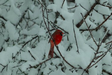 Bu güzel kırmızı erkek kardinal güzel kırmızı tüyleriyle göze çarpıyor. Onun küçük siyah maskesi ileriye odaklandı. Çok fazla beyaz karın arasına tünemiş ona güzel bir kış bakışı veriyor..