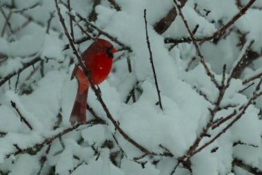 Bu güzel kırmızı erkek kardinal güzel kırmızı tüyleriyle göze çarpıyor. Onun küçük siyah maskesi ileriye odaklandı. Çok fazla beyaz karın arasına tünemiş ona güzel bir kış bakışı veriyor..