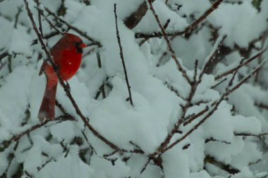 Bu güzel kırmızı erkek kardinal güzel kırmızı tüyleriyle göze çarpıyor. Onun küçük siyah maskesi ileriye odaklandı. Çok fazla beyaz karın arasına tünemiş ona güzel bir kış bakışı veriyor..