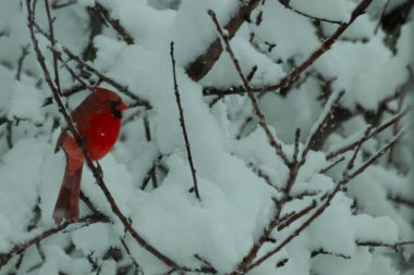 Bu güzel kırmızı erkek kardinal güzel kırmızı tüyleriyle göze çarpıyor. Onun küçük siyah maskesi ileriye odaklandı. Çok fazla beyaz karın arasına tünemiş ona güzel bir kış bakışı veriyor..