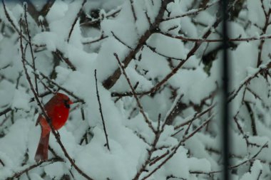 Bu güzel kırmızı erkek kardinal güzel kırmızı tüyleriyle göze çarpıyor. Onun küçük siyah maskesi ileriye odaklandı. Çok fazla beyaz karın arasına tünemiş ona güzel bir kış bakışı veriyor..
