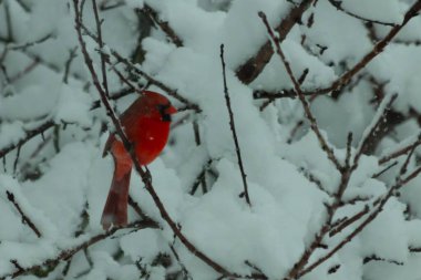 Bu güzel kırmızı erkek kardinal güzel kırmızı tüyleriyle göze çarpıyor. Onun küçük siyah maskesi ileriye odaklandı. Çok fazla beyaz karın arasına tünemiş ona güzel bir kış bakışı veriyor..