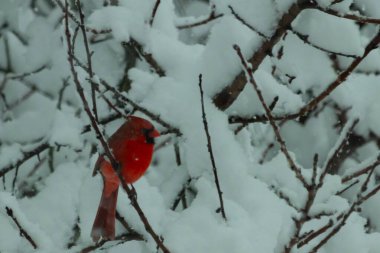 Bu güzel kırmızı erkek kardinal güzel kırmızı tüyleriyle göze çarpıyor. Onun küçük siyah maskesi ileriye odaklandı. Çok fazla beyaz karın arasına tünemiş ona güzel bir kış bakışı veriyor..