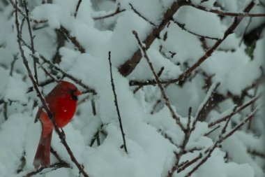 Bu güzel kırmızı erkek kardinal güzel kırmızı tüyleriyle göze çarpıyor. Onun küçük siyah maskesi ileriye odaklandı. Çok fazla beyaz karın arasına tünemiş ona güzel bir kış bakışı veriyor..