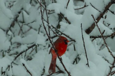 Bu güzel kırmızı erkek kardinal güzel kırmızı tüyleriyle göze çarpıyor. Onun küçük siyah maskesi ileriye odaklandı. Çok fazla beyaz karın arasına tünemiş ona güzel bir kış bakışı veriyor..