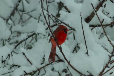 Bu güzel kırmızı erkek kardinal güzel kırmızı tüyleriyle göze çarpıyor. Onun küçük siyah maskesi ileriye odaklandı. Çok fazla beyaz karın arasına tünemiş ona güzel bir kış bakışı veriyor..