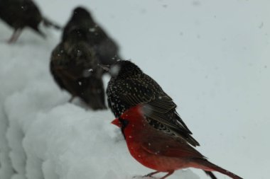 Kuşlar bu donmuş korkulukların üzerinde oturuyorlar. Her şeye yapışan güzel beyaz kar. Önünde parlak kırmızı renkleriyle oturan güzel erkek kardinal. Arkadaki siyah tüylü sığırcıklar..