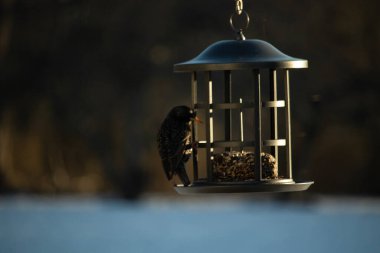 Bu görüntünün parıltısı çok güzel görünüyor. Güneş, altın ışığını bu siyah metal besleyicisinin görüntüsüne yansıtıyor. Güzel, siyah bir sığırcık kuşu yiyecek için ziyarete gelmiş..