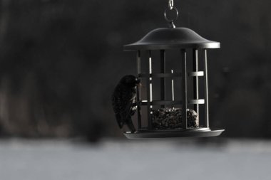 Bu görüntünün parıltısı çok güzel görünüyor. Güneş, altın ışığını bu siyah metal besleyicisinin görüntüsüne yansıtıyor. Güzel, siyah bir sığırcık kuşu yiyecek için ziyarete gelmiş..