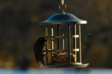 Bu görüntünün parıltısı çok güzel görünüyor. Güneş, altın ışığını bu siyah metal besleyicisinin görüntüsüne yansıtıyor. Güzel, siyah bir sığırcık kuşu yiyecek için ziyarete gelmiş..