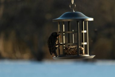 Bu görüntünün parıltısı çok güzel görünüyor. Güneş, altın ışığını bu siyah metal besleyicisinin görüntüsüne yansıtıyor. Güzel, siyah bir sığırcık kuşu yiyecek için ziyarete gelmiş..